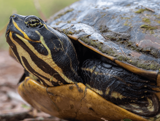 What Do Yellow-Eared Slider Turtles Eat? Healthy Diet Tips