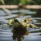 What Do Lizard Droppings Look Like? Identifying Reptile Signs at Home