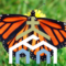 What Do Monarch Butterflies Symbolize? Transformation and Hope Meaning