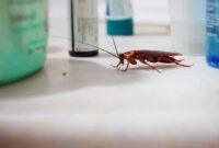 What Do Palmetto Bugs Eat? Why They Invade Homes