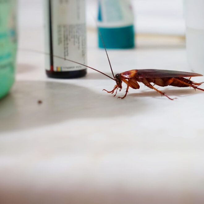 What Do Palmetto Bugs Eat? Why They Invade Homes