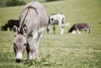 What Do Donkeys Eat? Proper Nutrition for Healthy Equines