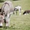 What Do Donkeys Eat? Proper Nutrition for Healthy Equines