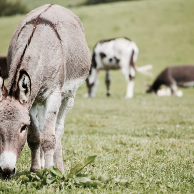 What Do Donkeys Eat? Proper Nutrition for Healthy Equines