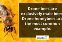 What Do Male Bees Do? Inside the Role of Drone Bees