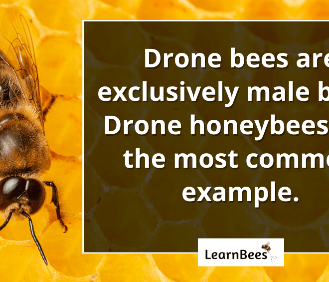 What Do Male Bees Do? Inside the Role of Drone Bees