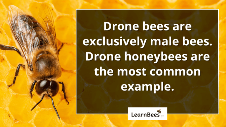 What Do Male Bees Do? Inside the Role of Drone Bees
