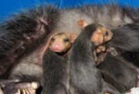 What Do Baby Opossums Eat? Orphan Care and Feeding Tips