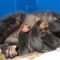 What Do Baby Opossums Eat? Orphan Care and Feeding Tips