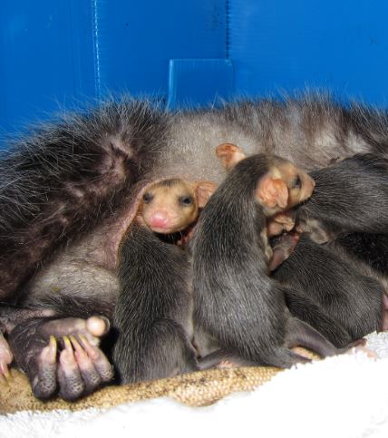 What Do Baby Opossums Eat? Orphan Care and Feeding Tips