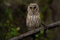 What Do Barred Owls Eat? Hunting Habits and Natural Diet