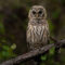 What Do Barred Owls Eat? Hunting Habits and Natural Diet