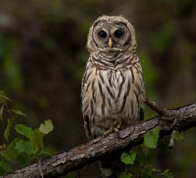 What Do Barred Owls Eat? Hunting Habits and Natural Diet
