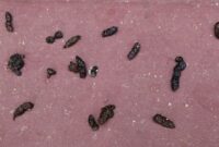What Do Bat Turds Look Like? How to Identify Guano Safely