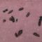 What Do Bat Turds Look Like? How to Identify Guano Safely