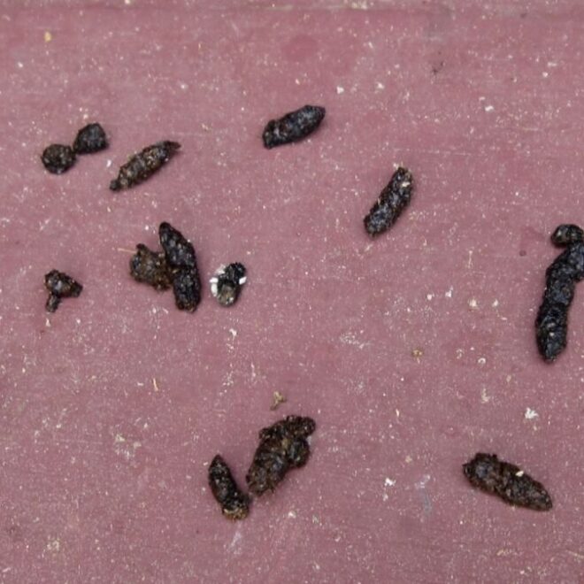 What Do Bat Turds Look Like? How to Identify Guano Safely