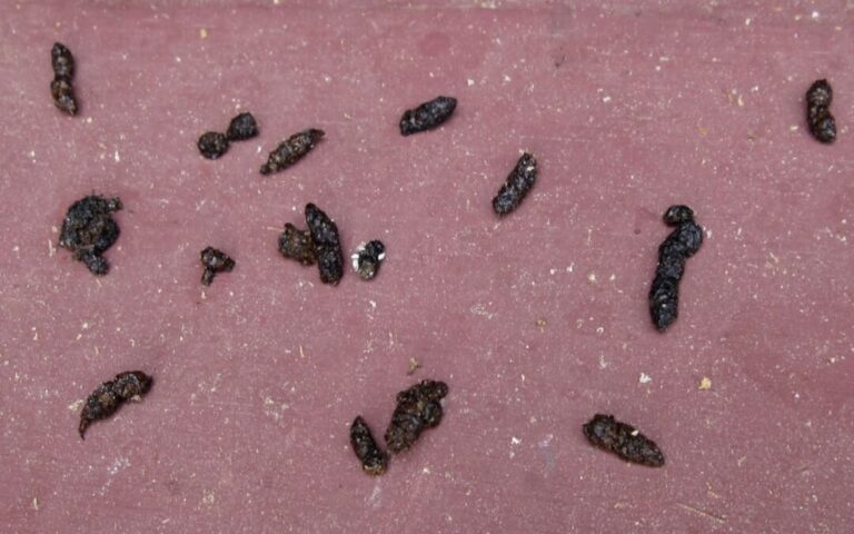 What Do Bat Turds Look Like? How to Identify Guano Safely