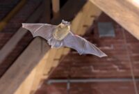 What Do Bat Bites Look Like? Symptoms Photos and When to Get Help