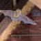 What Do Bat Bites Look Like? Symptoms Photos and When to Get Help