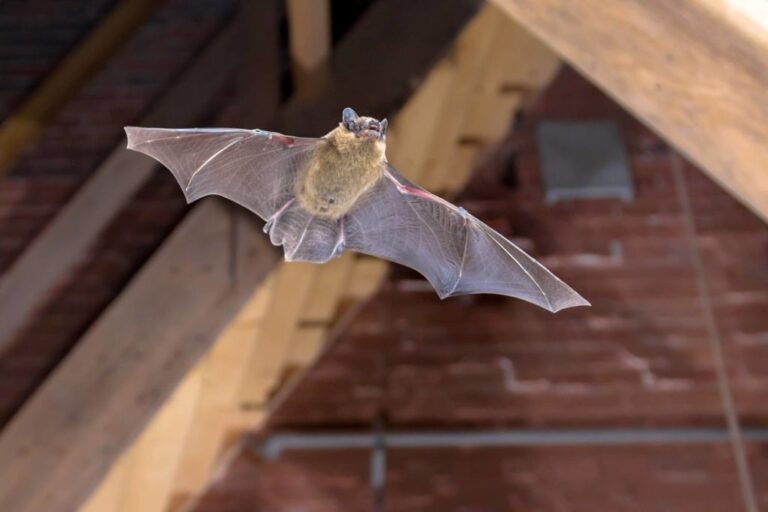 What Do Bat Bites Look Like? Symptoms Photos and When to Get Help