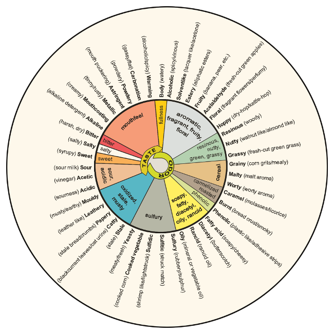 What Do Beers Taste Like? A Beginner’s Guide to Beer Flavors