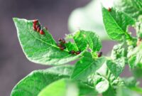 What Do Stink Beetles Eat? Garden Habits and Pest Control Tips