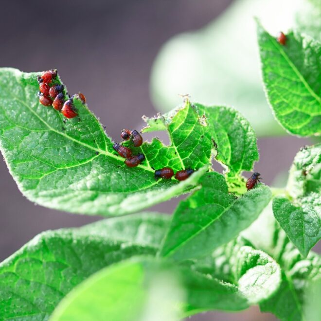 What Do Stink Beetles Eat? Garden Habits and Pest Control Tips
