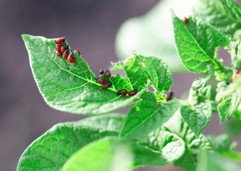 What Do Stink Beetles Eat? Garden Habits and Pest Control Tips
