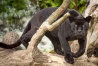 What Do Black Panther Animals Eat? Diet in the Wild and Captivity