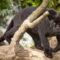 What Do Black Panther Animals Eat? Diet in the Wild and Captivity
