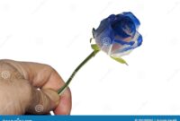 What Do Blue Roses Symbolize? Mystery Rarity and Impossible Love