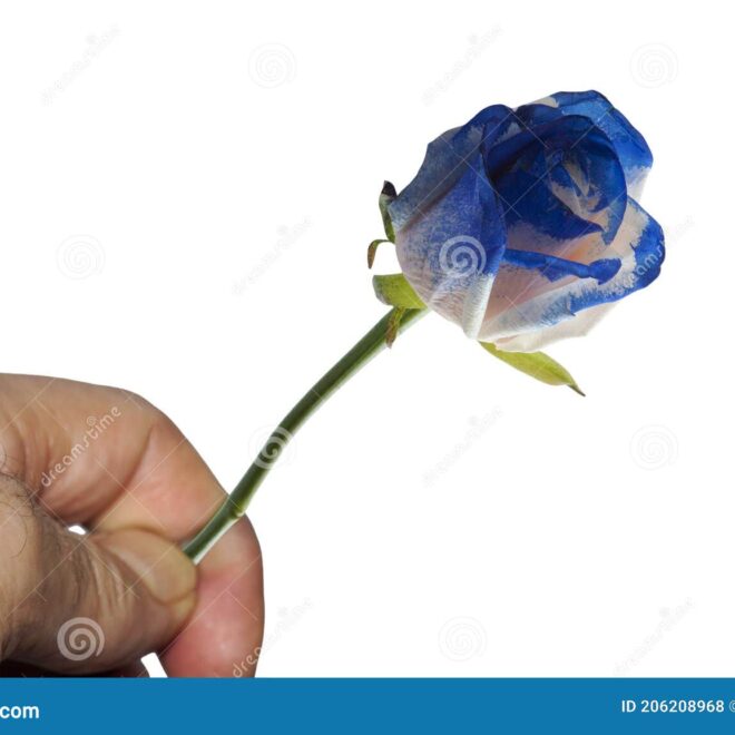 What Do Blue Roses Symbolize? Mystery Rarity and Impossible Love