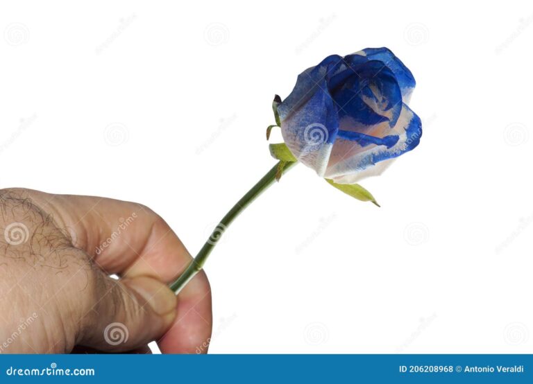 What Do Blue Roses Symbolize? Mystery Rarity and Impossible Love