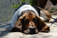 What Do Basset Hounds Usually Die From? Common Health Risks Explained