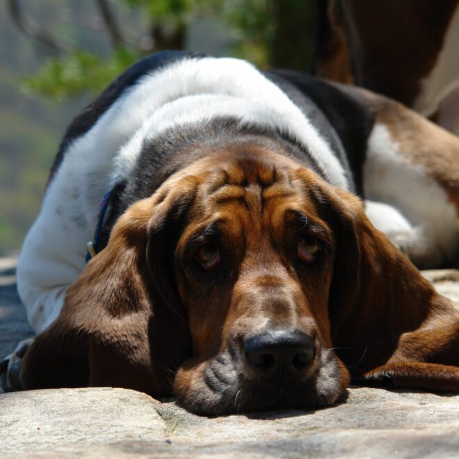 What Do Basset Hounds Usually Die From? Common Health Risks Explained