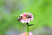 What Do Bumblebees Eat? Nectar Pollen and Garden Favorites