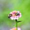 What Do Bumblebees Eat? Nectar Pollen and Garden Favorites