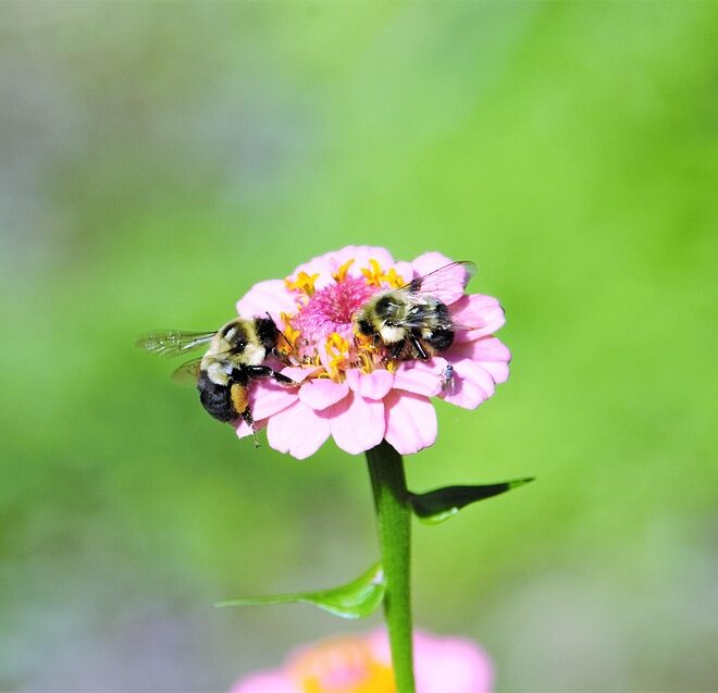 What Do Bumblebees Eat? Nectar Pollen and Garden Favorites