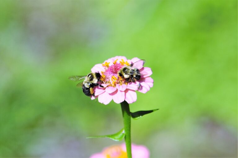 What Do Bumblebees Eat? Nectar Pollen and Garden Favorites