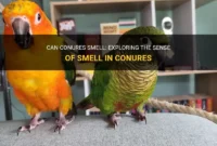 What Do Your Conures Smell Like? Bird Odor Myths and Care Tips