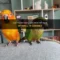What Do Your Conures Smell Like? Bird Odor Myths and Care Tips
