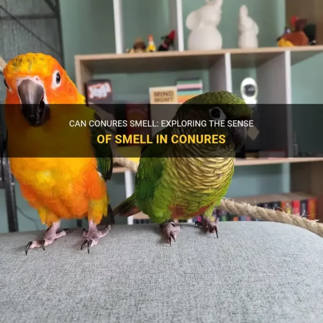 What Do Your Conures Smell Like? Bird Odor Myths and Care Tips