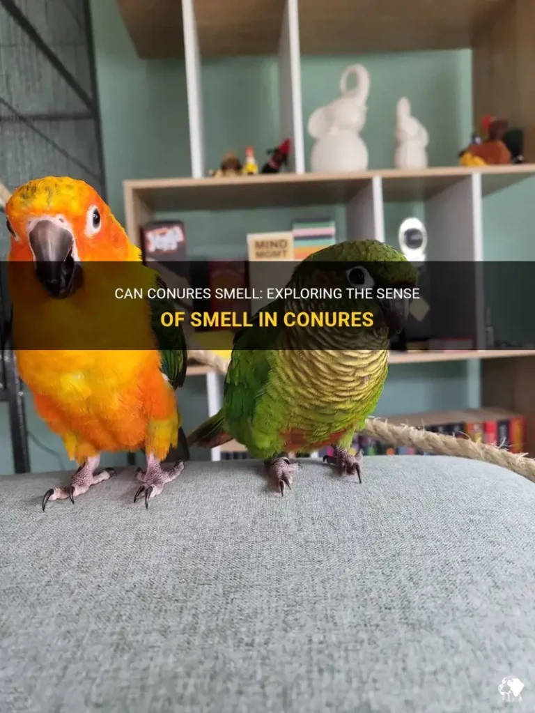 What Do Your Conures Smell Like? Bird Odor Myths and Care Tips