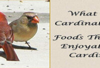 What Do Cardinals Like to Eat? Best Backyard Bird Foods