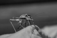 What Do Cave Crickets Eat? Habitat and Feeding Behavior Explained