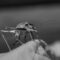What Do Cave Crickets Eat? Habitat and Feeding Behavior Explained
