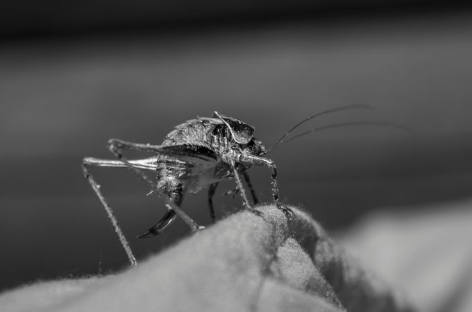 What Do Cave Crickets Eat? Habitat and Feeding Behavior Explained