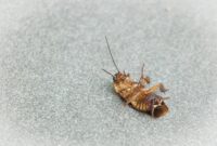 What Do Cockroach Bites Look Like? Symptoms and Treatment Tips
