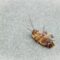 What Do Cockroach Bites Look Like? Symptoms and Treatment Tips