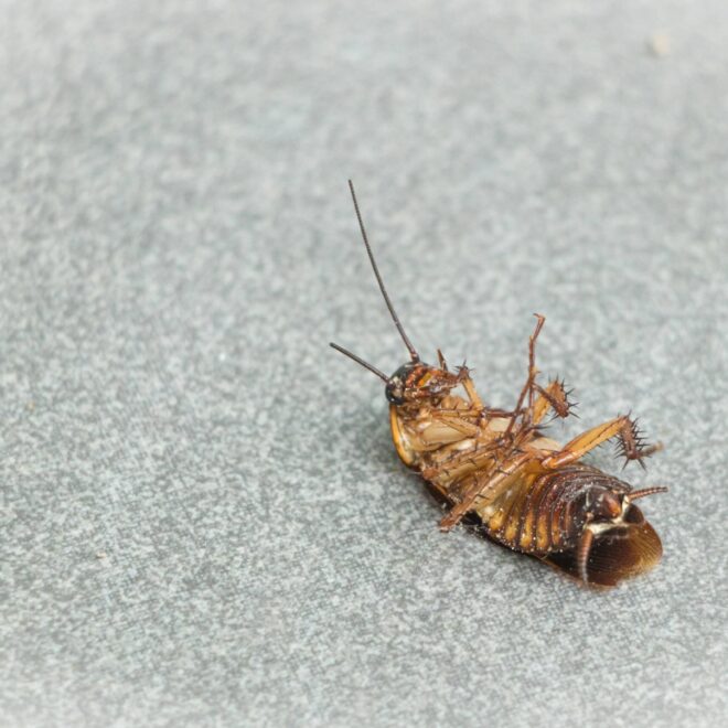 What Do Cockroach Bites Look Like? Symptoms and Treatment Tips
